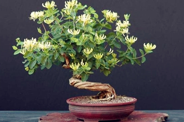 怎样制作金银花盆景