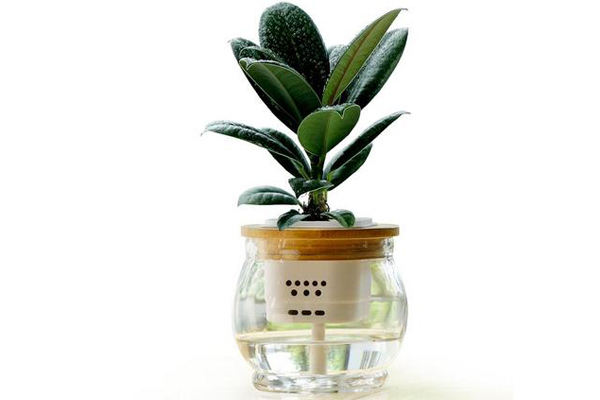 橡皮树的水培方法