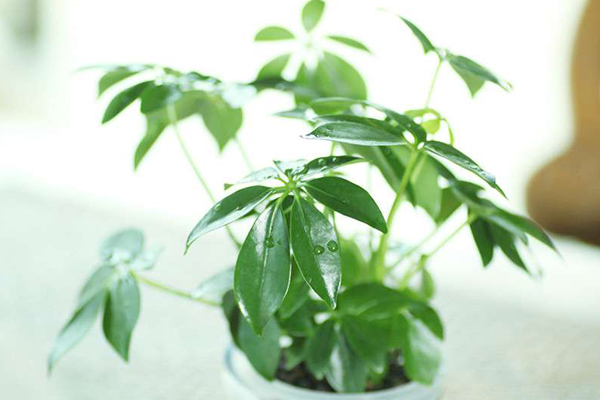 鸭脚木（鹅掌柴）的水培方法