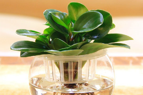 豆瓣绿怎么水培和养护