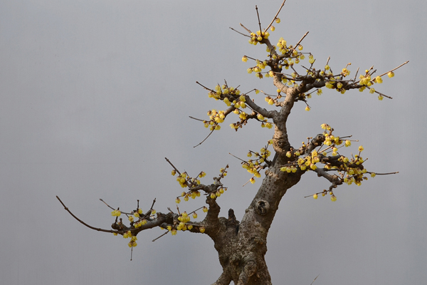 腊梅盆景的制作