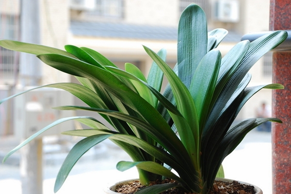 君子兰的水培方法