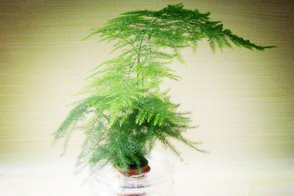 文竹的水培方法步骤及养护大全