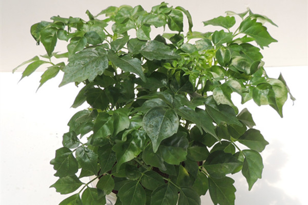 幸福树的水培方法