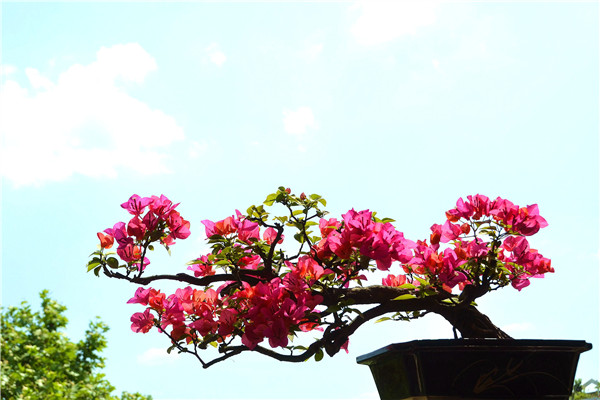 三角梅盆景制作方法