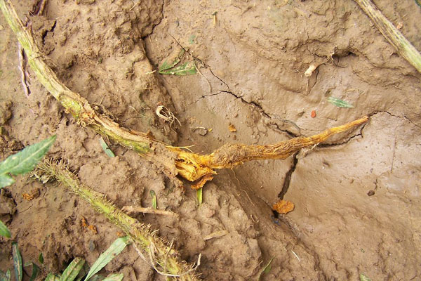 菊花如何防止烂根