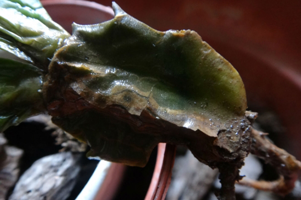 蟹爪兰烂根怎么办