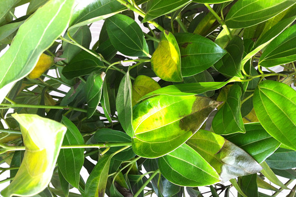 平安树叶子发黄是怎么回事