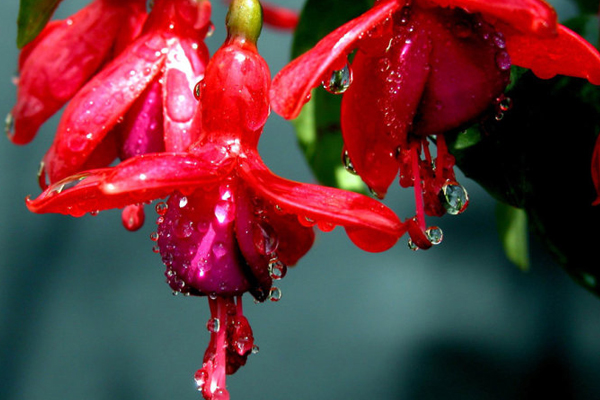 倒挂金钟烂根怎么办