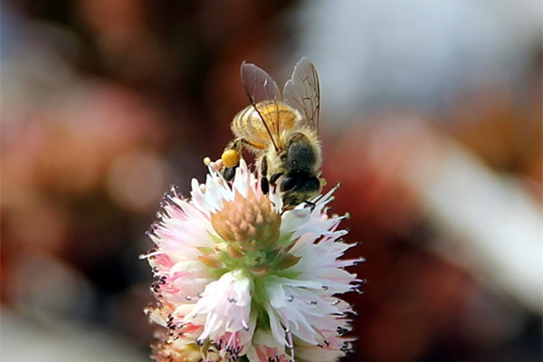 瓦松虫害及防治方法
