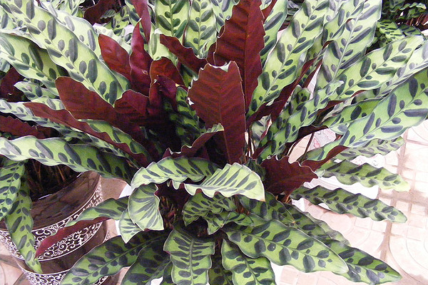 猫眼竹芋叶子发黄怎么办