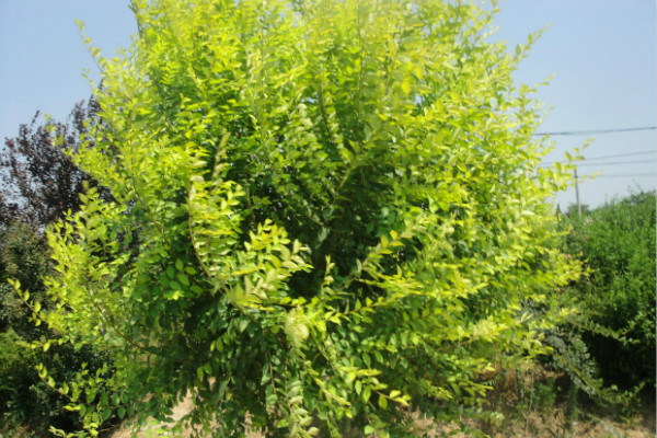 榆树的常见病害及其防治