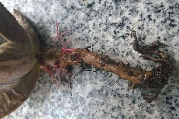 多肉植物的烂叶,烂根怎么办