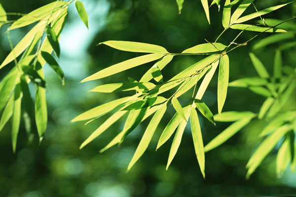 竹子叶尖发黄怎么办