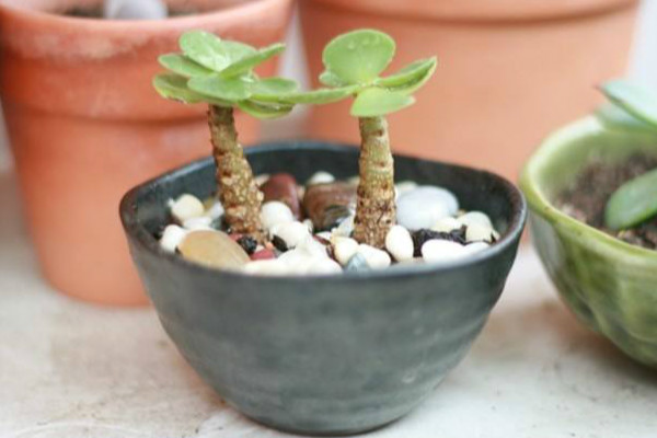 金钱木叶子发黑怎么办