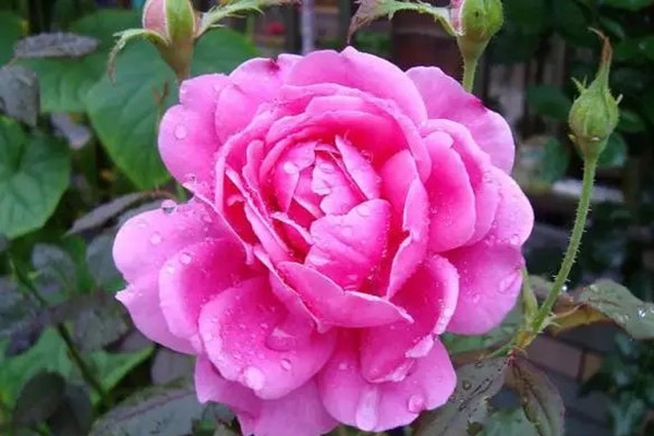 想要一株月季花开多色