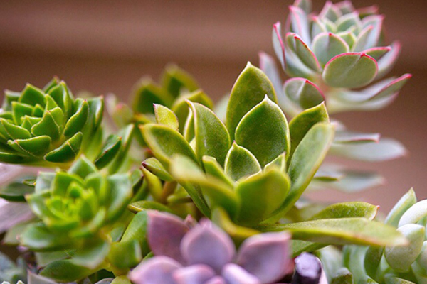 多肉养护70条建议