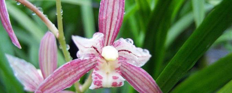 兰花叶子上有黑点是什么病