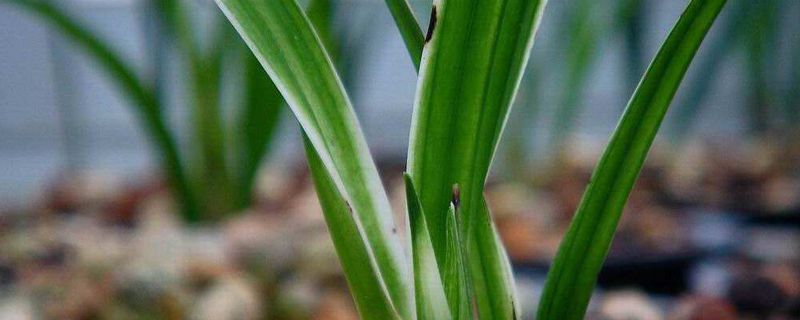 墨兰叶尖发黄可以剪吗
