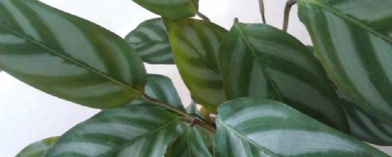 飞羽竹芋的养殖方法