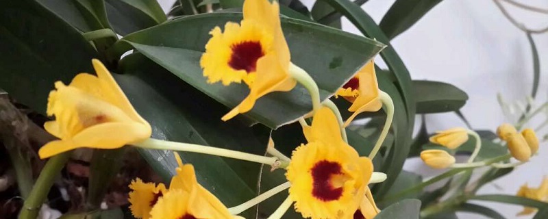 鼓槌石斛的养殖方法