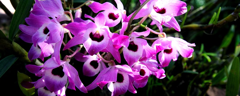 金钗石斛怎么养长得好