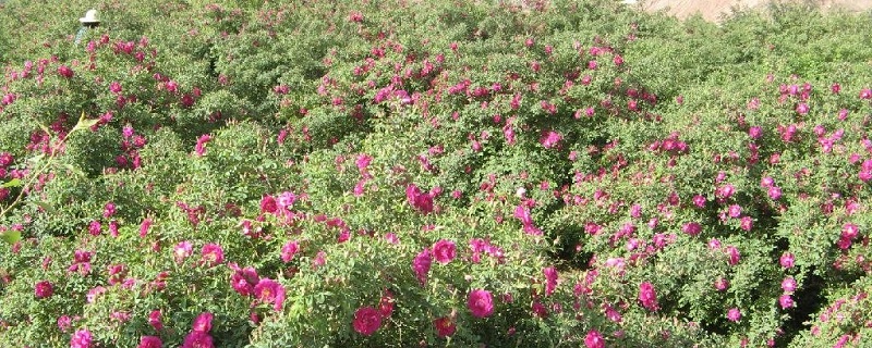 苦水玫瑰的养殖方法