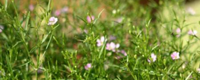 婚纱吊兰怎么养长得好