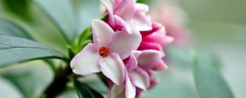 瑞香能否放在室内