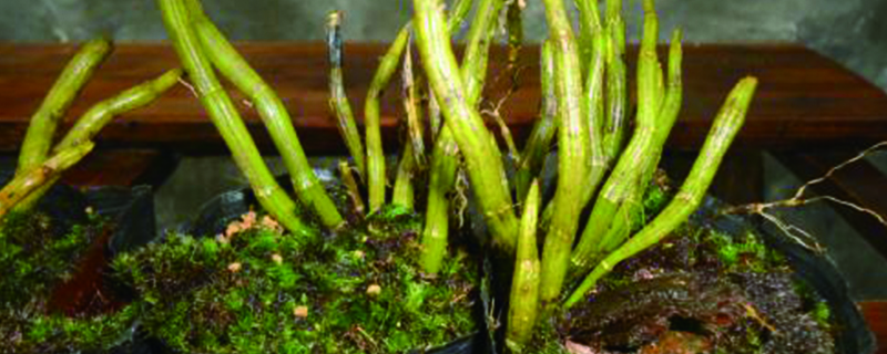 鼓槌石斛老茎还开花吗