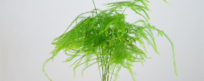 文竹能剪一截水养吗