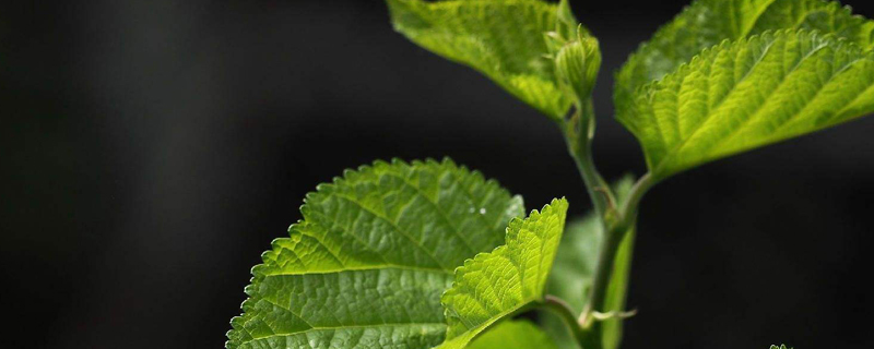 家里有桑树如何处理