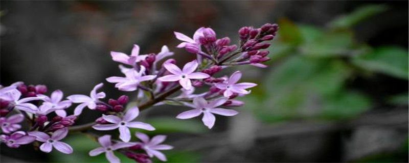 五瓣丁香的花语