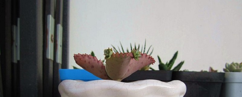 不死鸟的养殖方法和注意事项