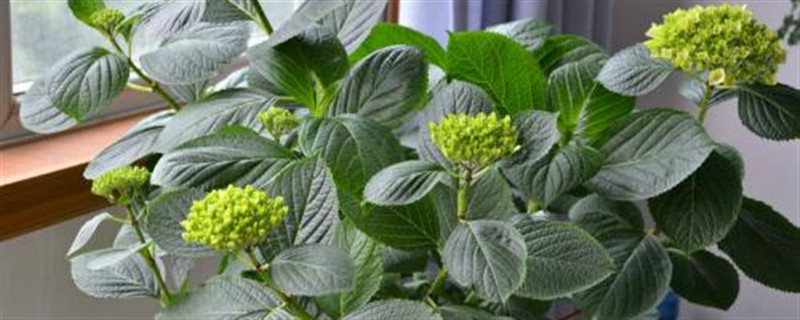 八仙花的养殖方法和注意事项