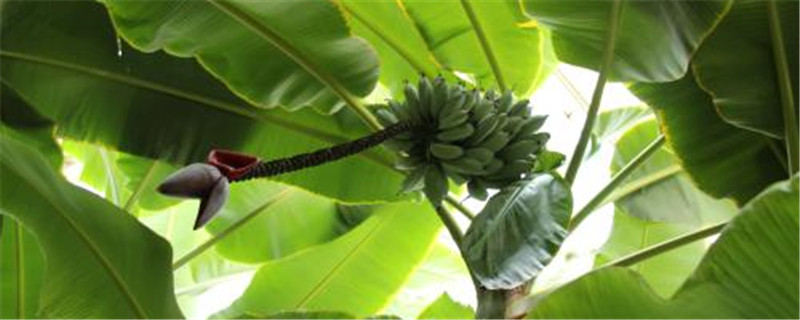 香蕉的养殖方法