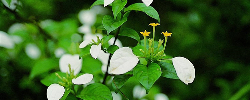 玉叶金花的养殖方法