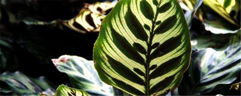 竹芋怎么养长的好