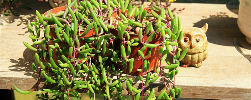 紫玄月怎么养长的好