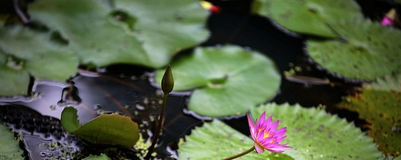 延药睡莲如何养