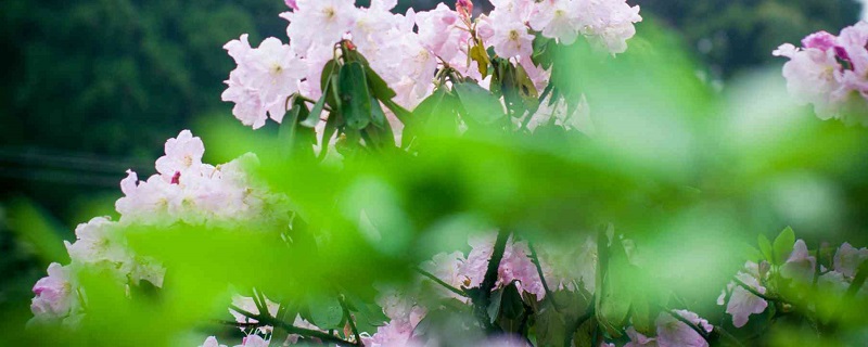 云锦杜鹃的养殖方法