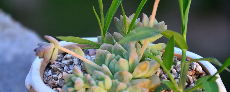 子持白莲怎么养