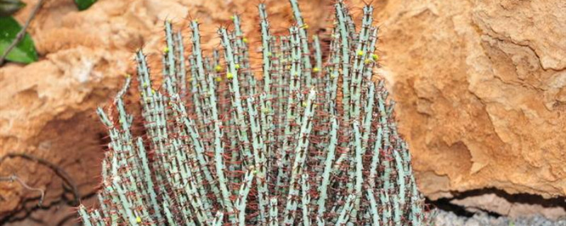 铜绿麒麟浇水要浇透吗