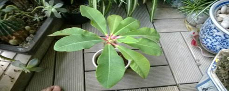 喷火龙烂根怎么办