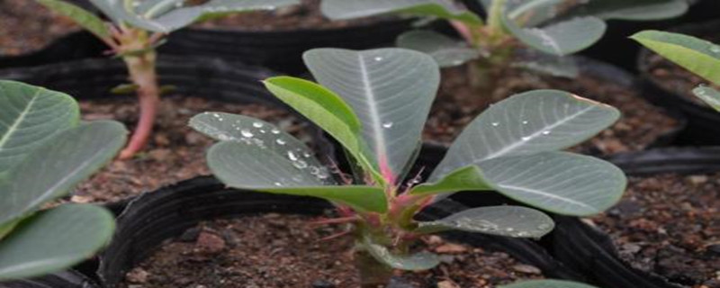 喷火龙有什么病害