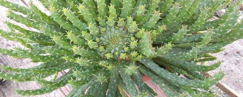 孔雀球浇水方法