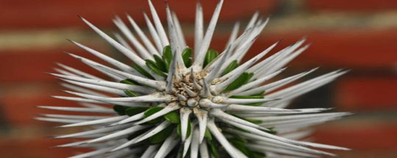 魔针地岳怎么养