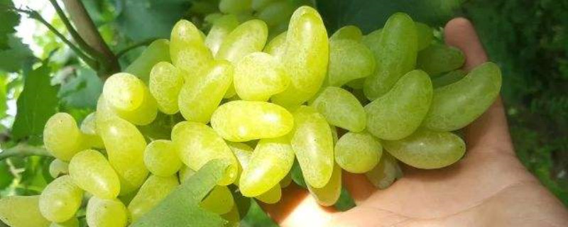 几个葡萄品种果叶图文描述