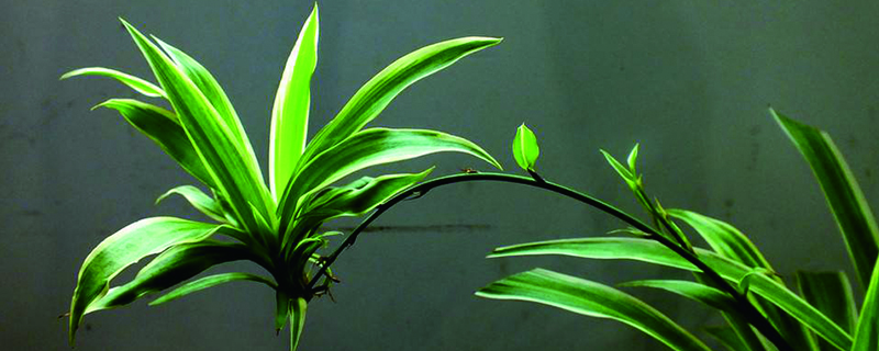 吊兰移植后要浇水吗