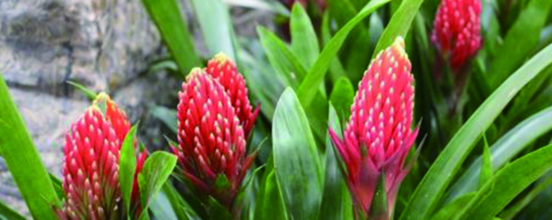 怎样才能把植物养好